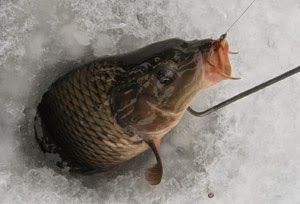 Карп в феврале