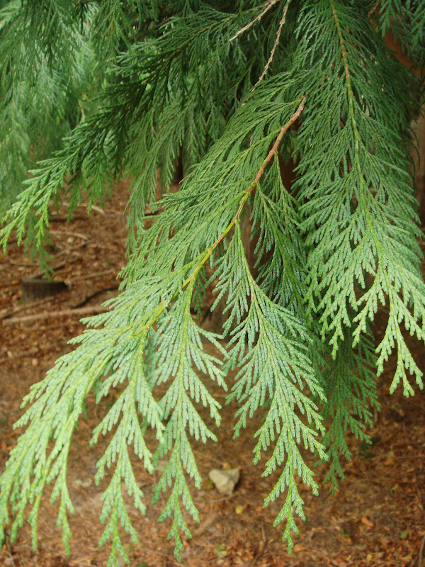 Fotografiando plantas: Falso ciprés de Lawson