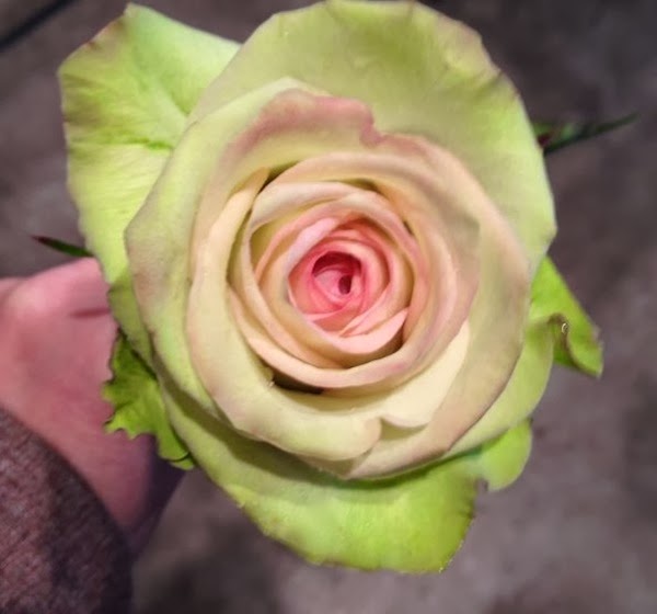 Sammy’s Flowers About flowers Green Tea rose