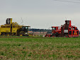 Sugar beet harvest: Ropa Tiger VS Holmer Terra Dos T3