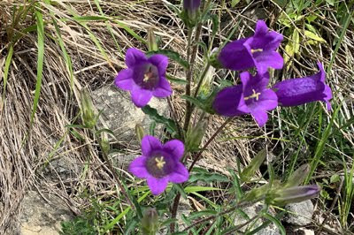 Campanula medium (Campanula Tosca)