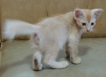 Cute Kitten Playing Around Really Funny LOL Cute Kitten Playing Around Really Funny LOL
