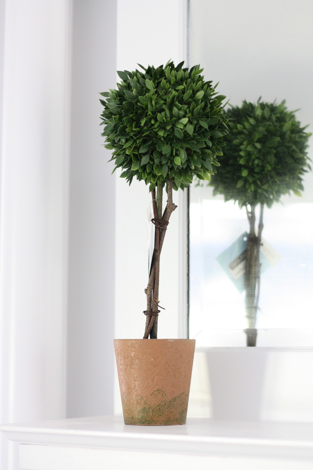 Boxwood Topiary DIY Julie Blanner