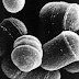 Microbio rejuvenece cada vez que se reproduce