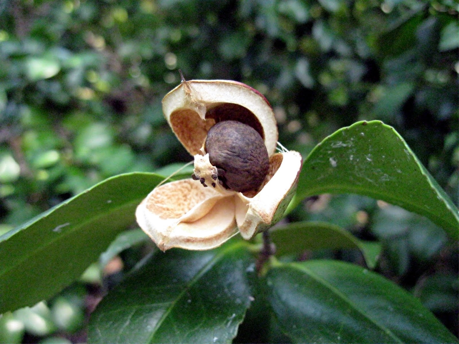 1003 Gardens Camellia fruits