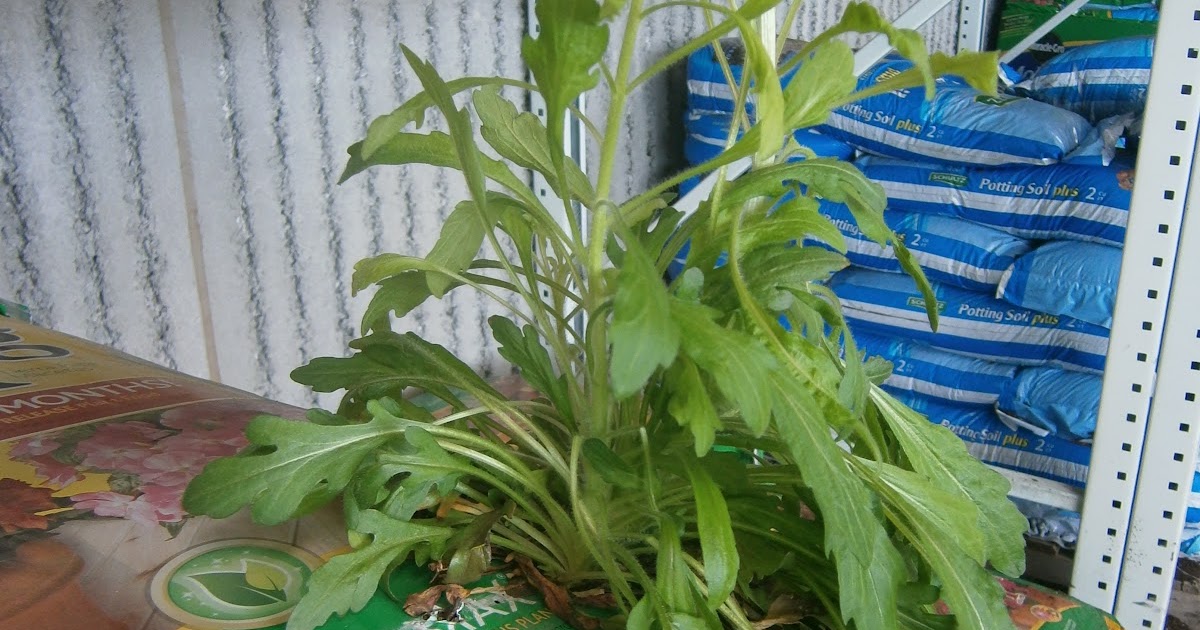 Witchy Ways Growing Pains