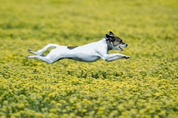 Pets and their people photography