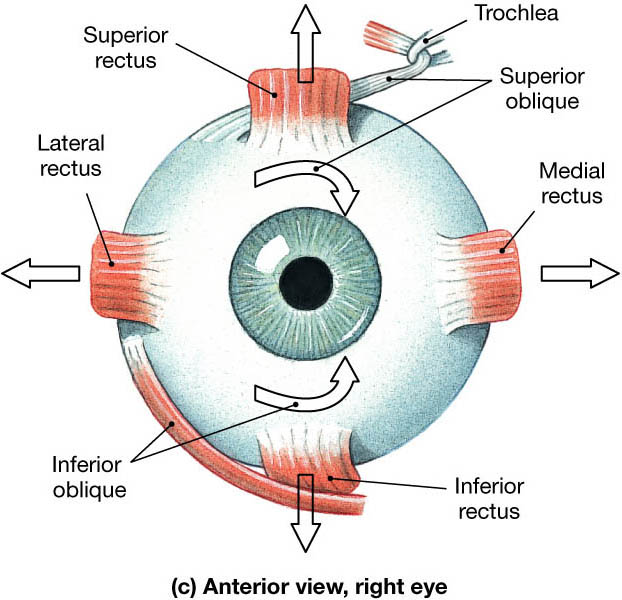 Eye Muscles