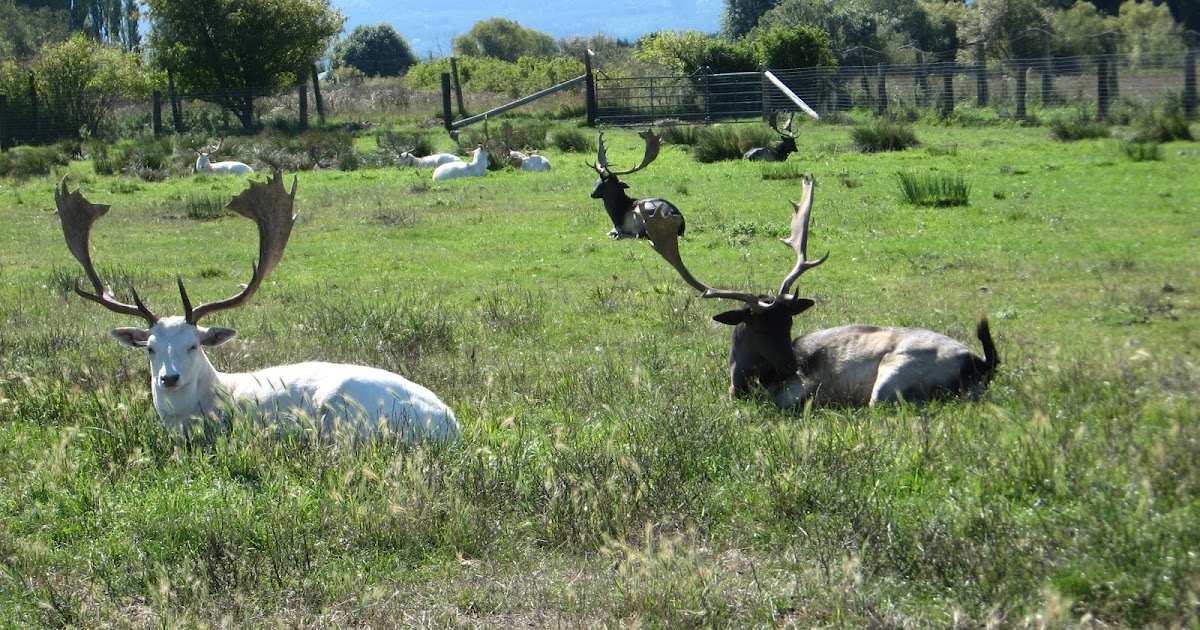 My Zoo European Fallow Deer