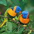 Beautiful Birds Wallpapers