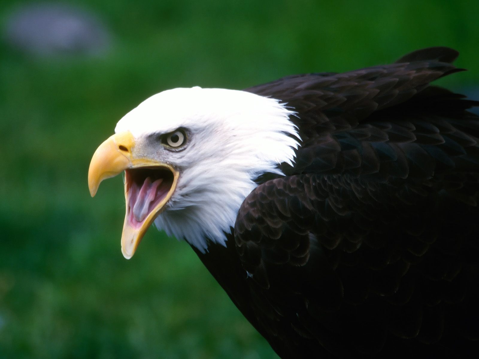 Fabulous And Amazing Eagle Wallpapers in HD - For More Wallpapers Just