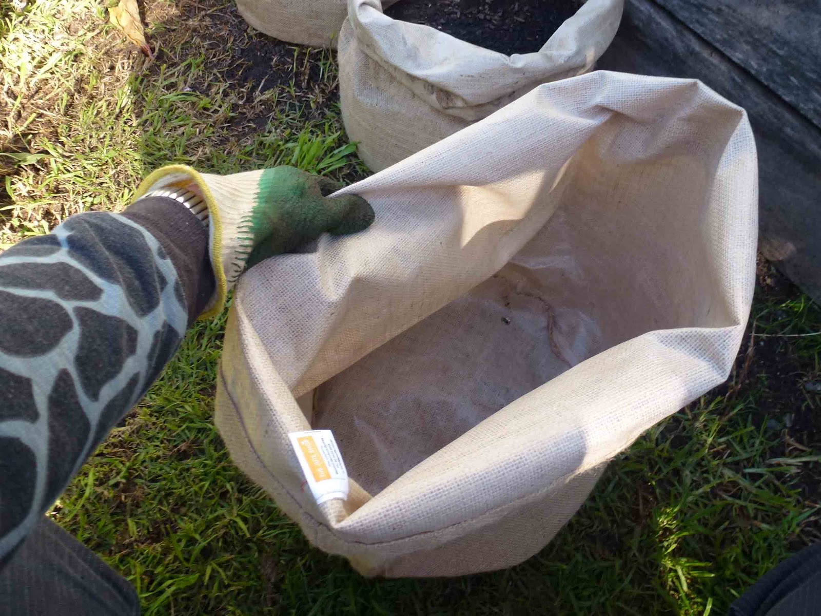 Start To Grow Growing Potatoes in Sacks
