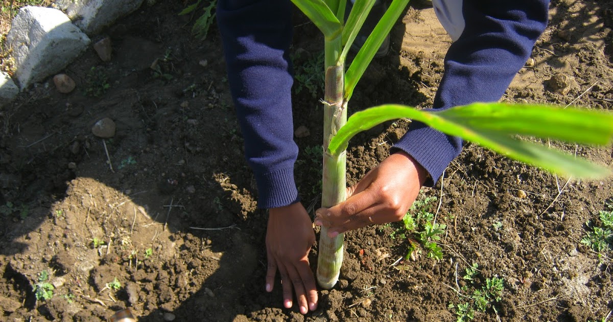 maverick VEGETATIVE PROPAGATION IN SUGARCANE