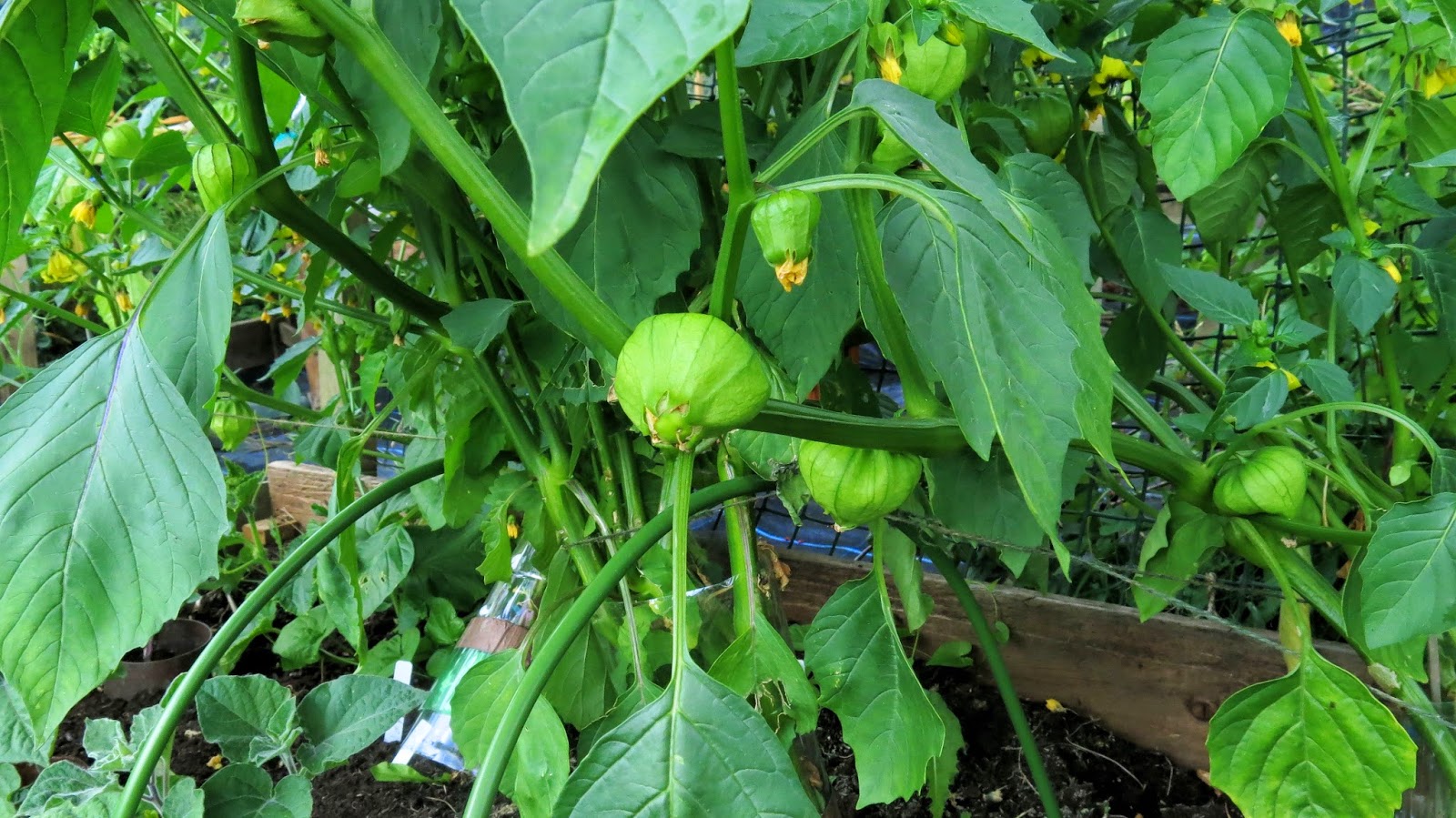 Gourmet Gardening Tomatillos back from the dead