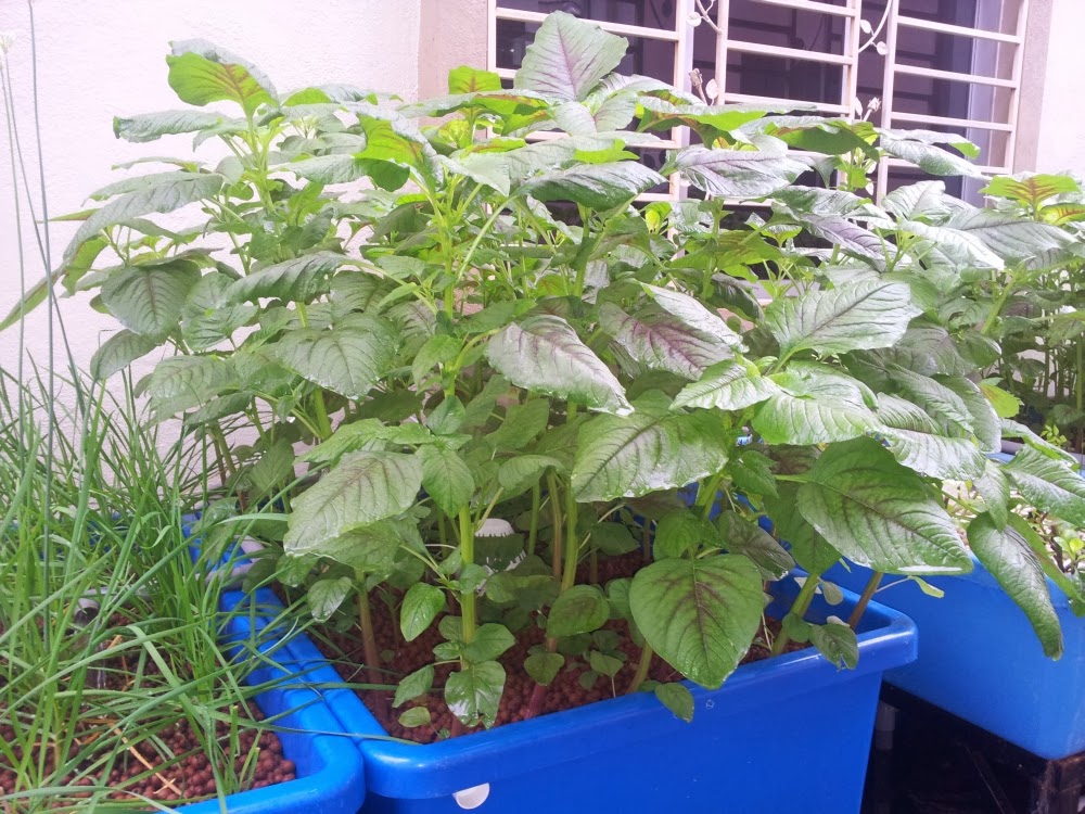 Affnan's Aquaponics Spinach Outgrow
