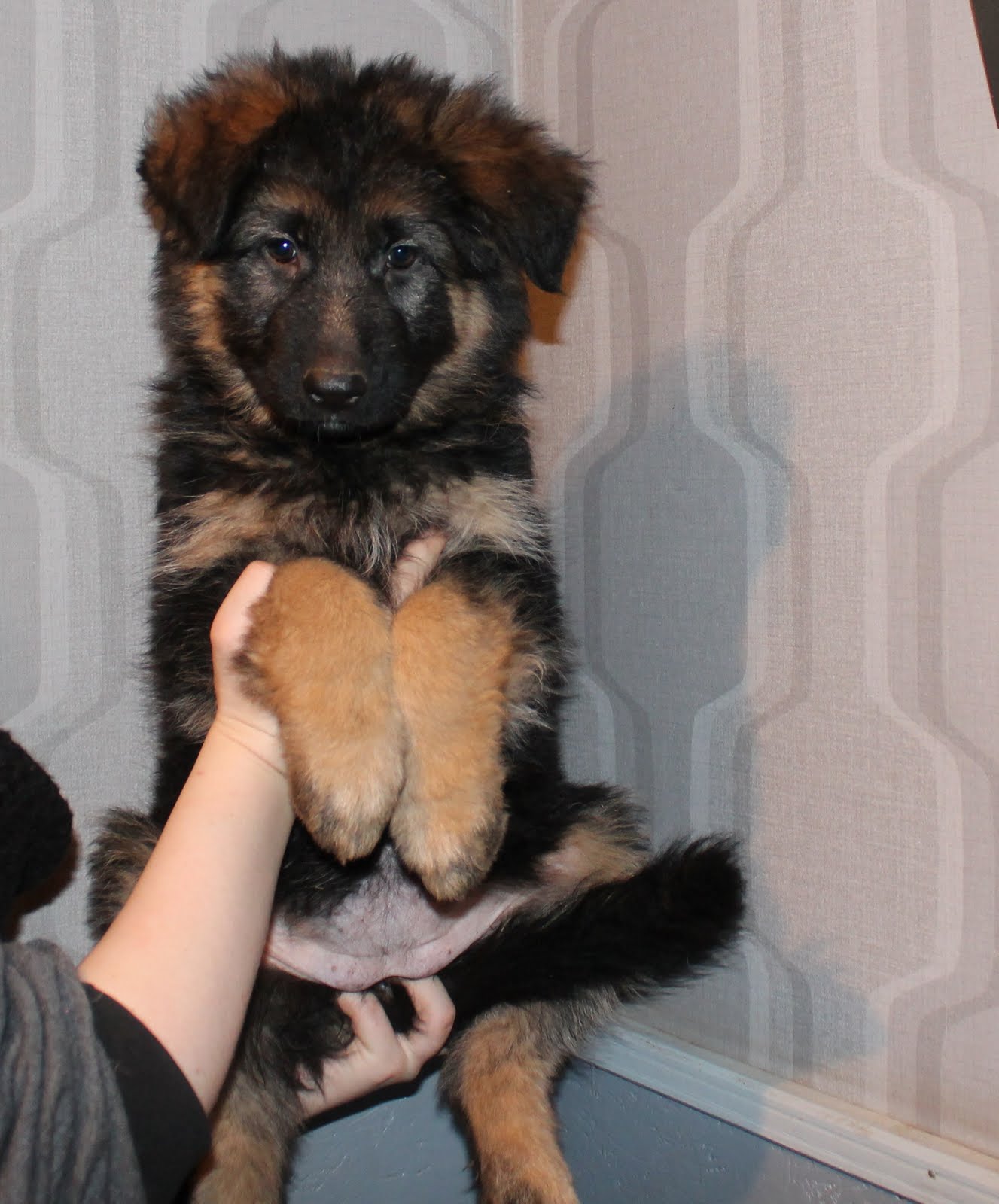 KENNEL PIASTIGEN Valpar till salu!!!!