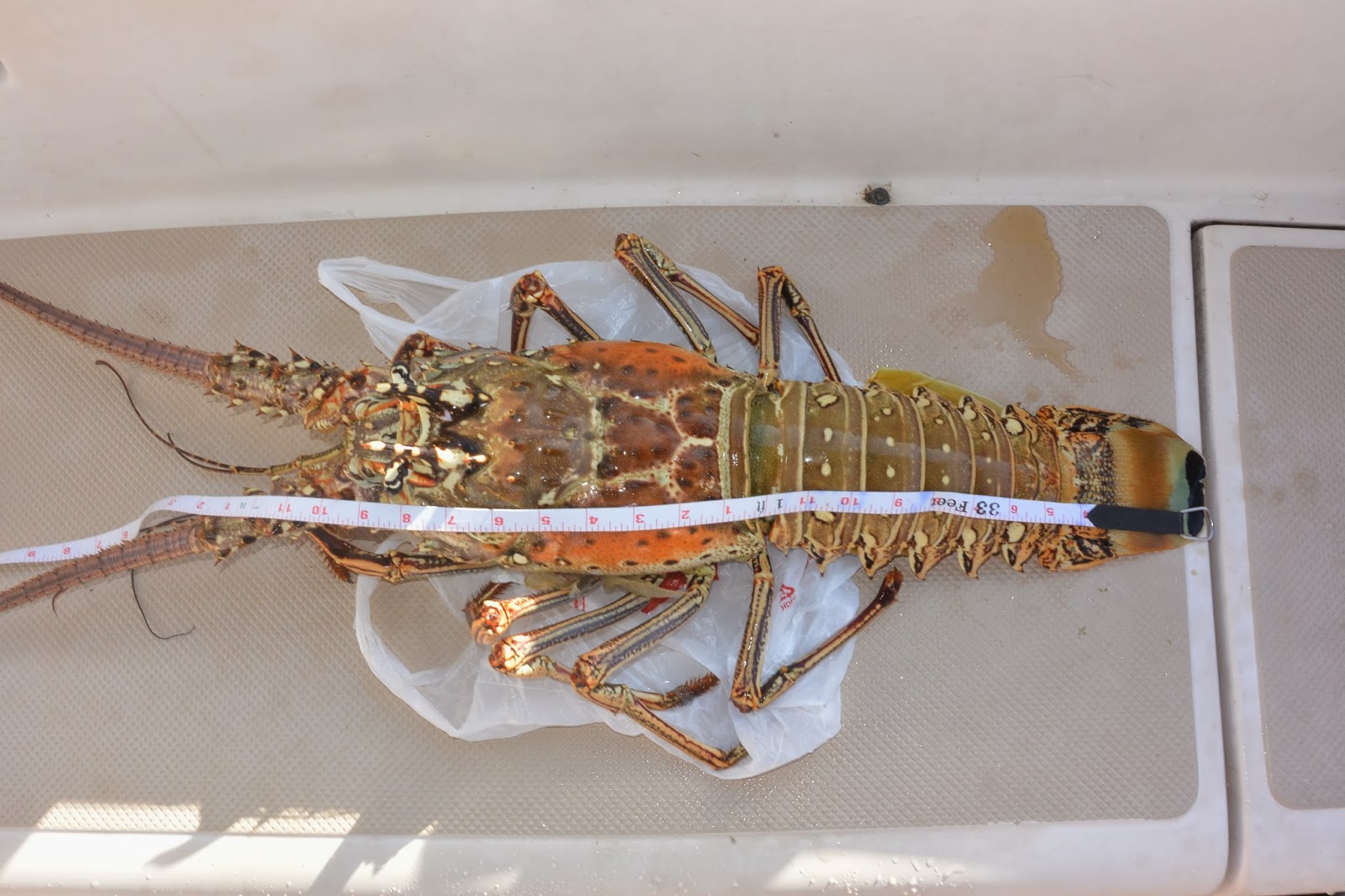 Eventyr Monster lobster in Spanish Wells
