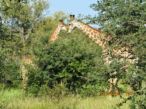 Two giraffes nuzzling between bites, near Skukuza Camp, Kruger National Park, South Africa