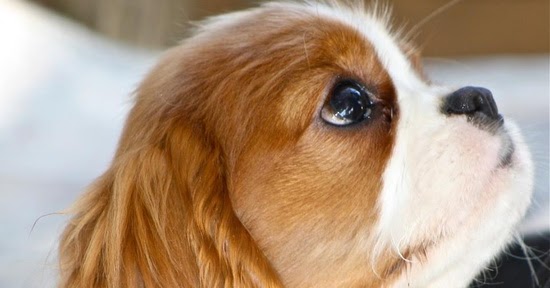 Cavalier Puppy Pictures | Cute Puppy Images Pictures
