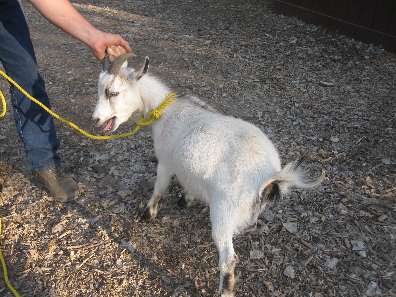 Cannundrums Whole Goat Slaughter to Meat Pieces