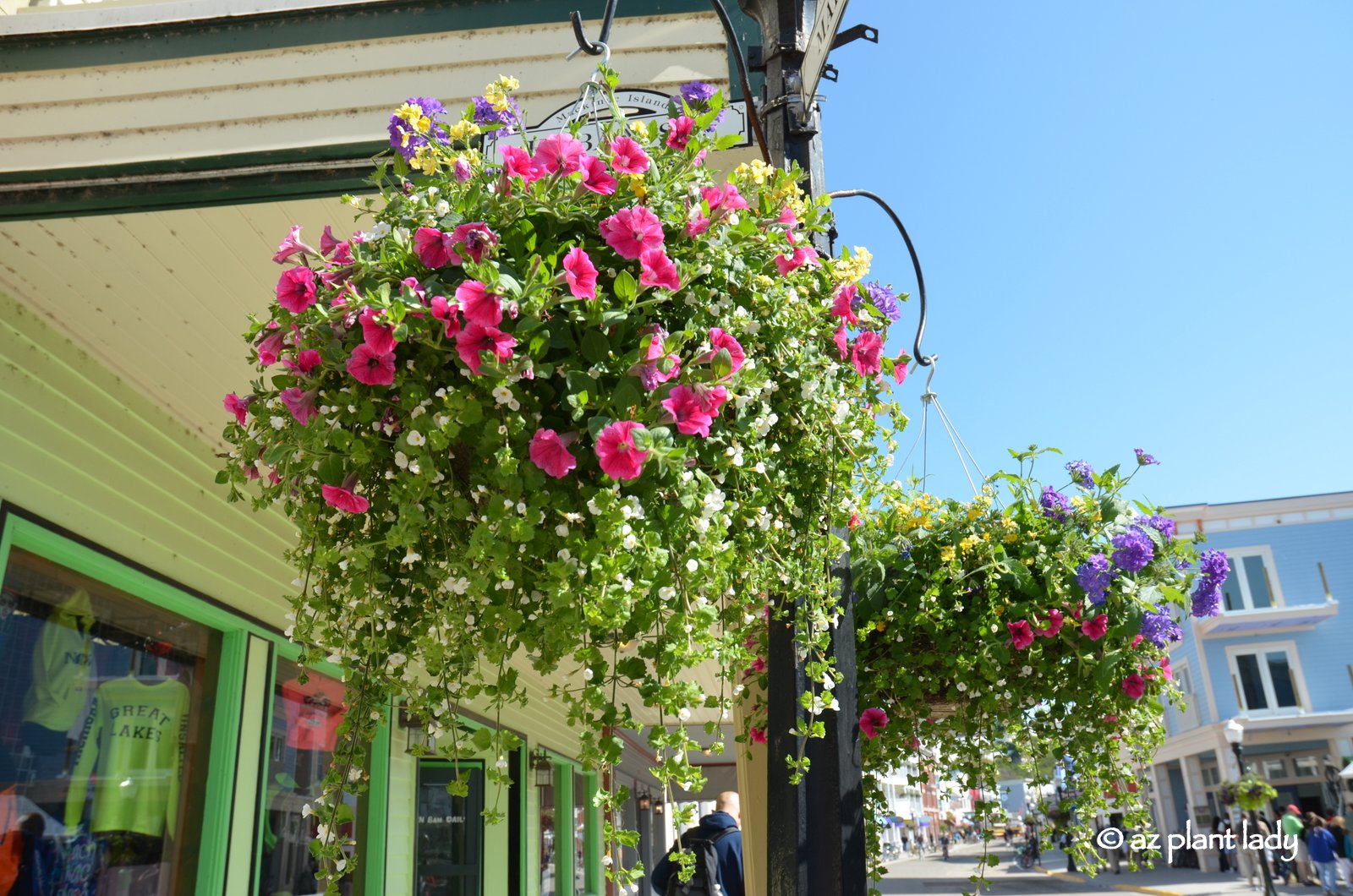 Create a Hummingbird Garden in a Container Ramblings from a Desert Garden