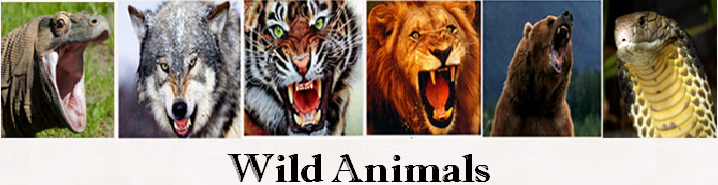 Wild Animals Life