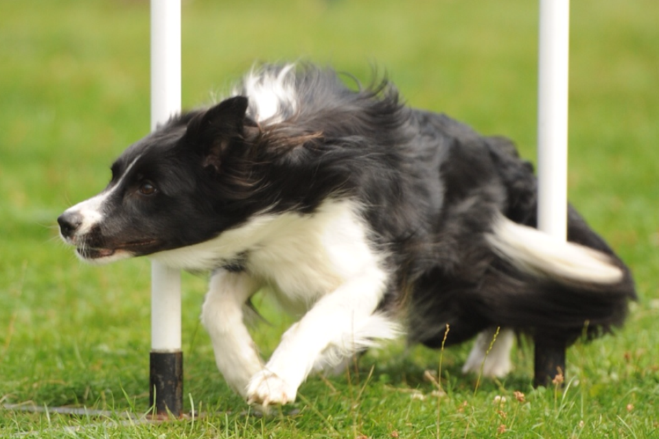 HSV Fetzige Hund� e.V. Juni 2014