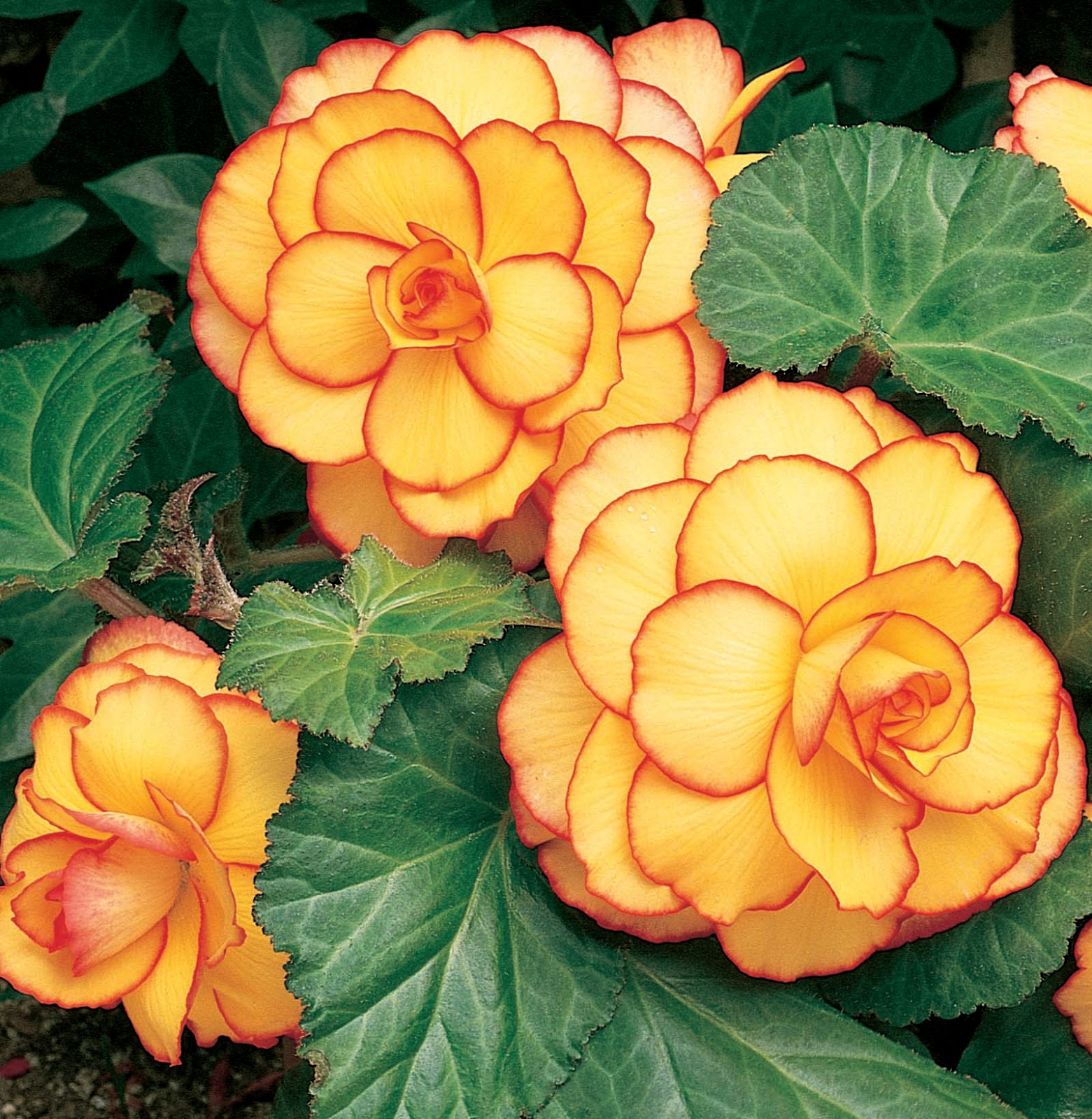Begonias in the Mist Begonia Breeding at Golden State Bulb Growers