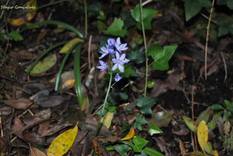 Jacinto-dos-campos - Hyacinthoides hispanica