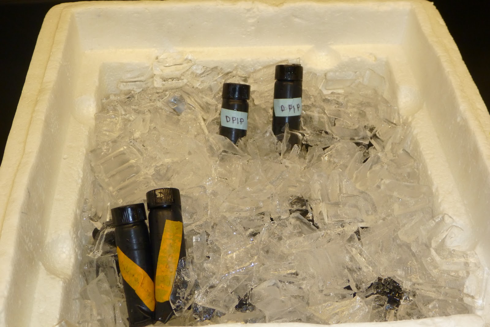 Honors Biology Lawrenceville DPIP Lab Set Up