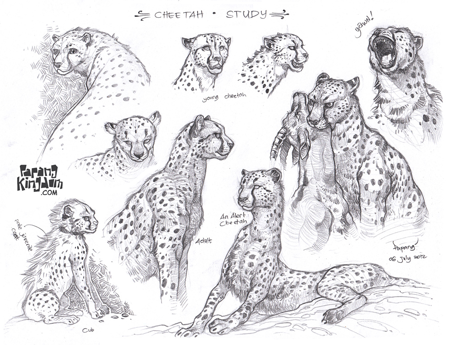 Cheetah Drawing
