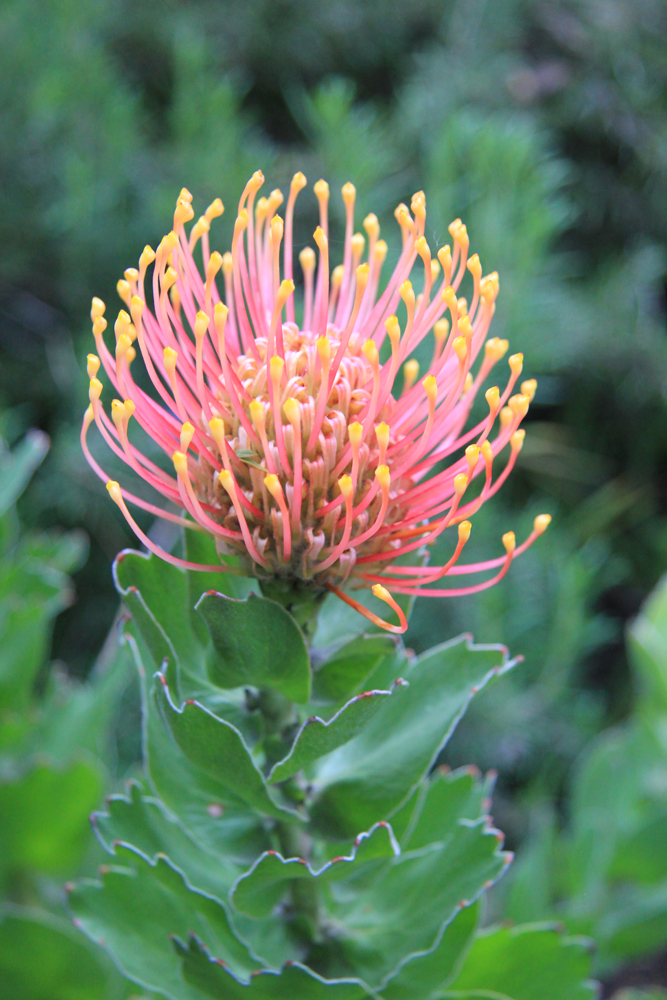 BirdCam on Cheltenham Australia blooms in Santa Barbara