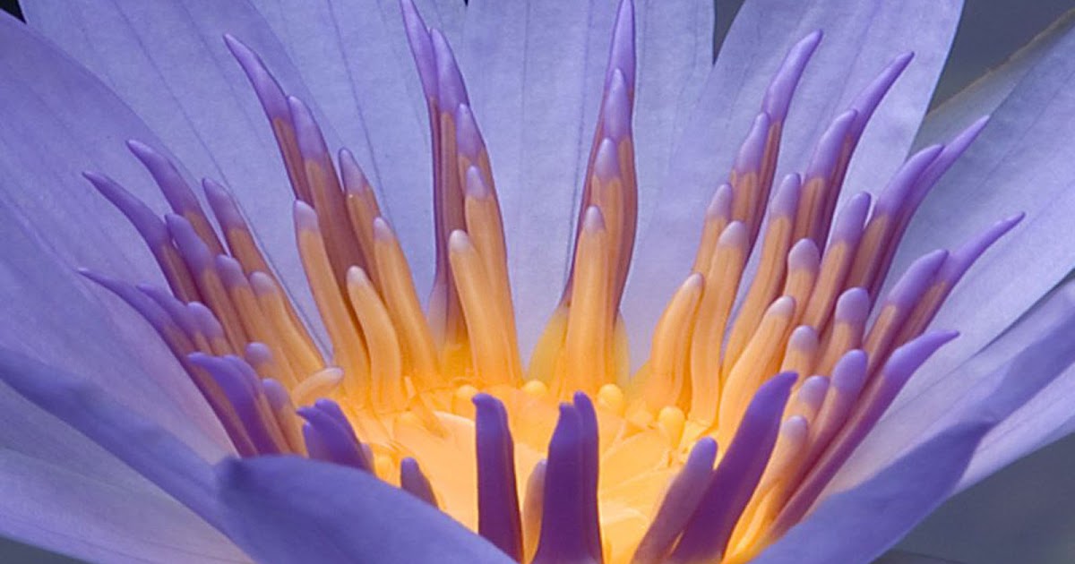 wallpaper: Radiant Flowers Wallpapers