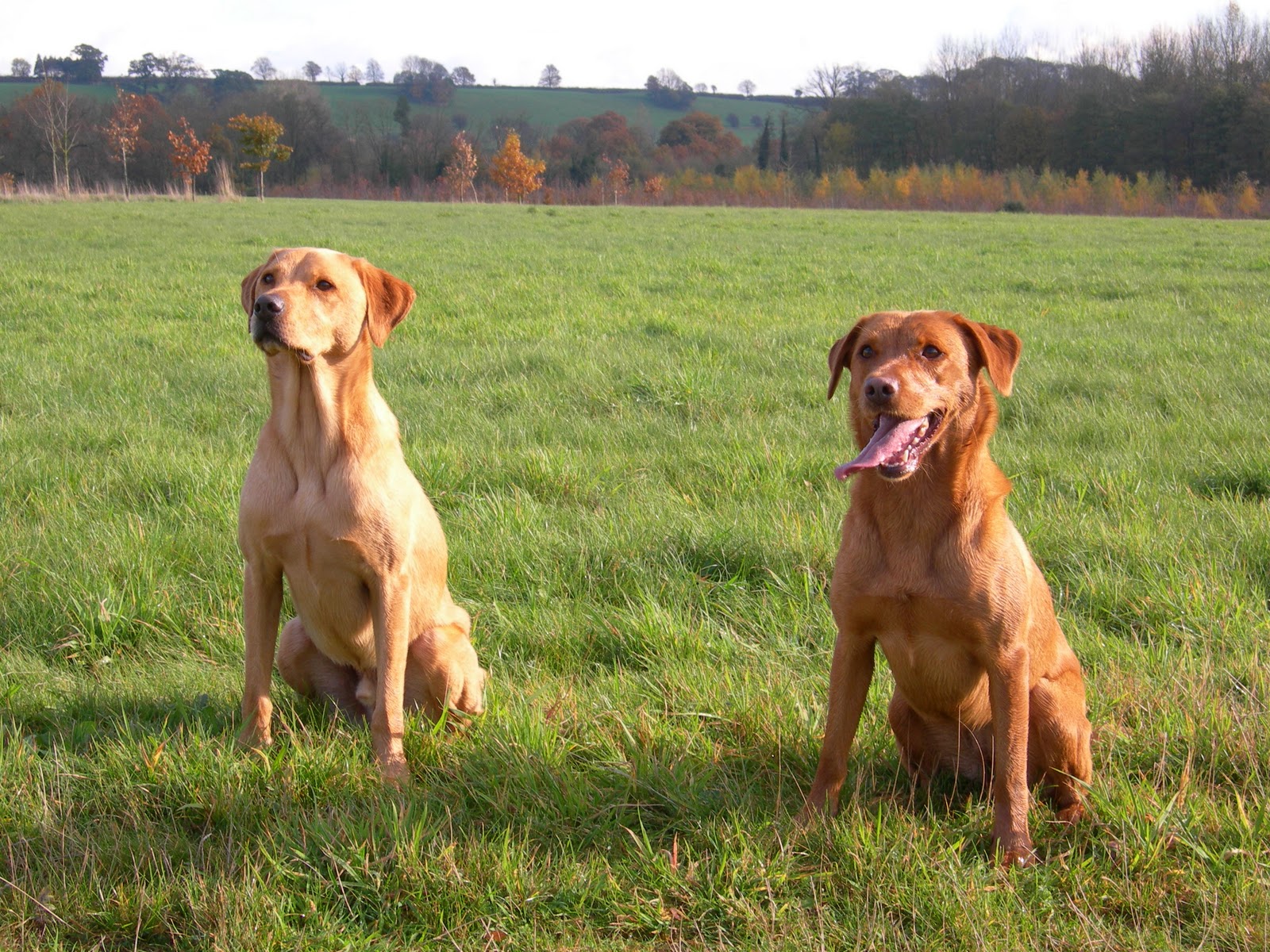 Plus 2 Dogs Dog Friendly Wales