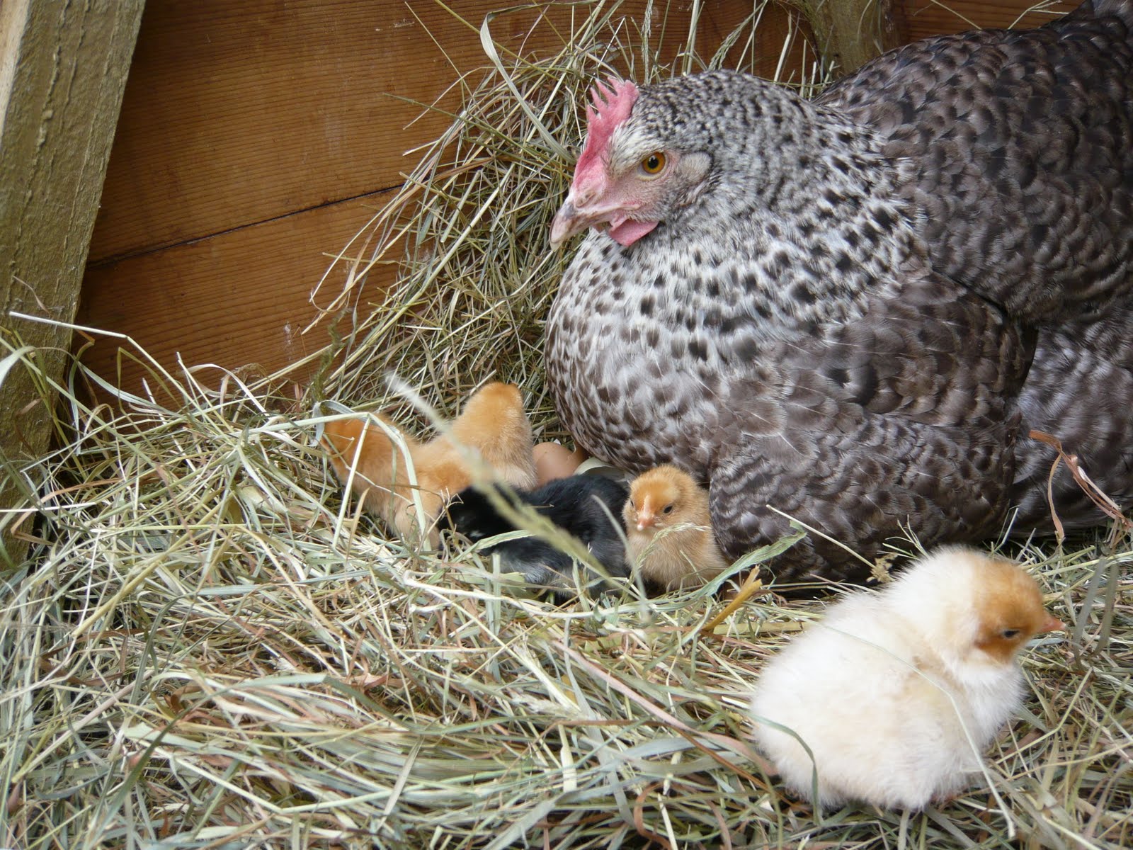 An English Homestead 13 Tips For Hatching Eggs Using A Broody Hen