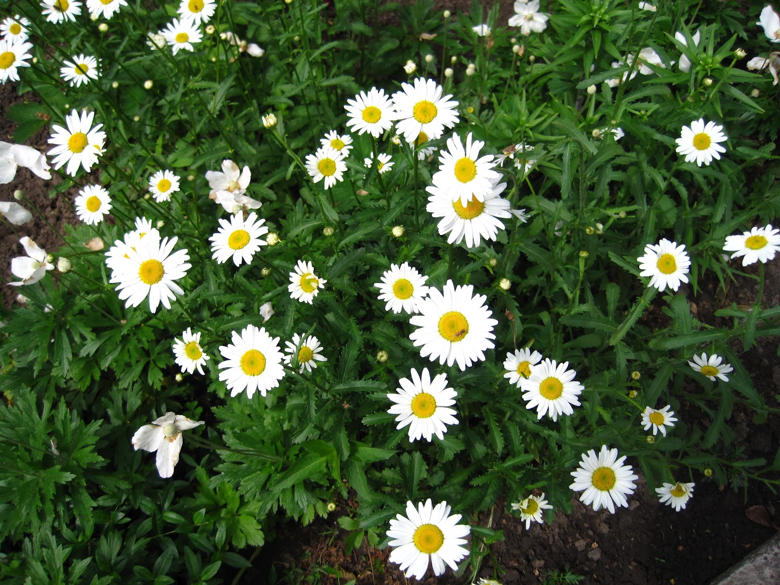 Enjoying My Garden Flowers of Ukraine...