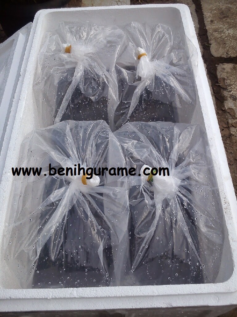 jual benih ikan gurame di surabaya benih ikan gurame jual benih ikan gurame di surabaya benih ikan gurame