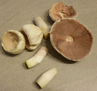 Toasts aux champignons frais pour l'apéritif
