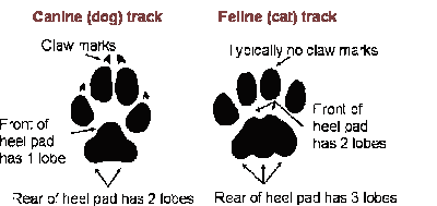 http://2.bp.blogspot.com/-8zVSJxeZTmE/TqRMhbW5YKI/AAAAAAAAB6Y/b9IMGxoKuqk/s400/Canine+and+Feline+tracks.gif