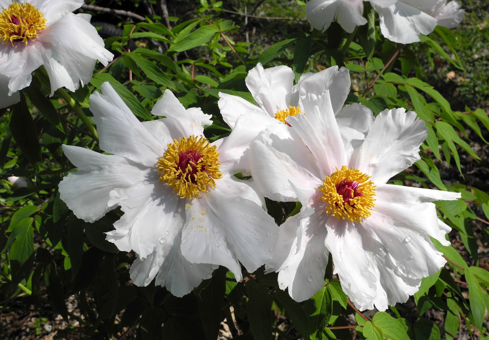 Pretty Medicine Oak Leaf Hydrangea Hydrangea Quercifolia Snow