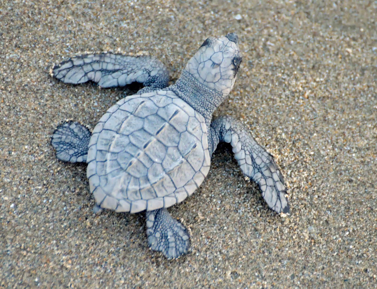 FACT] Baby Turtles are the cutest thing ever. : r/TurtleFacts
