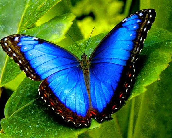 Blue Morpho Butterflies Blue Morpho Butterflies