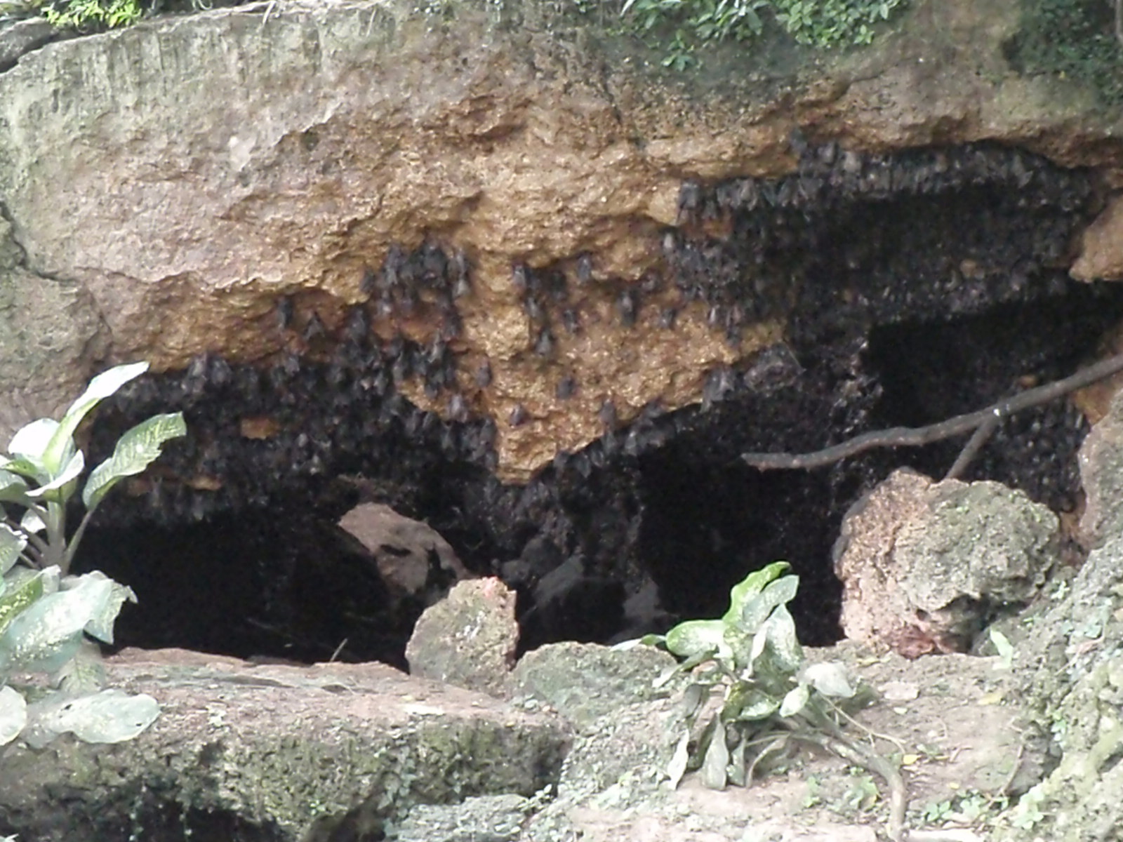 Monfort Bat Cave in Samal Island, Davao City Noelizm