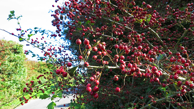 Branch of bright red haws (hawthorn berries) on a branch by path