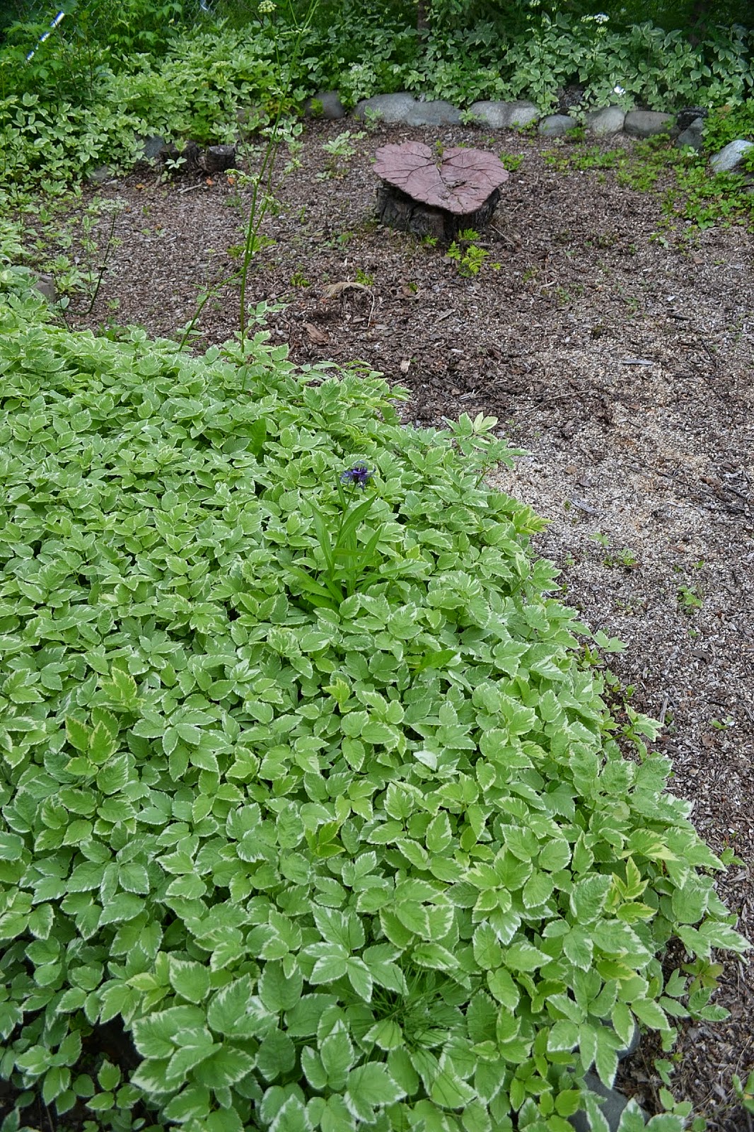 The Outlaw Gardener Alison's Wasilla Garden