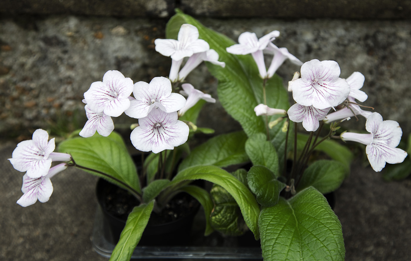 Streptocarpus Species Naturally