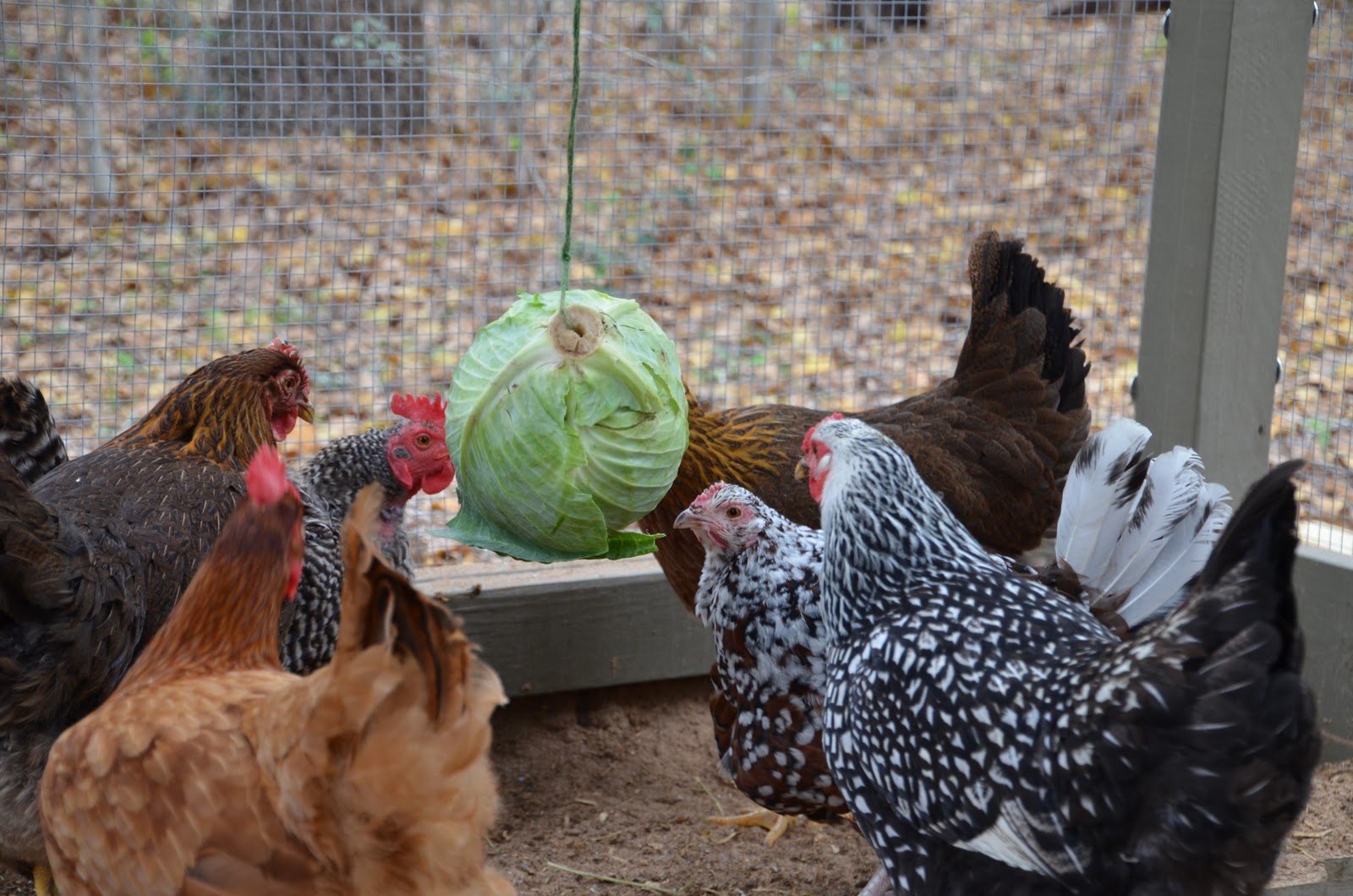 Garden Ally Chicken Tetherball Tournament