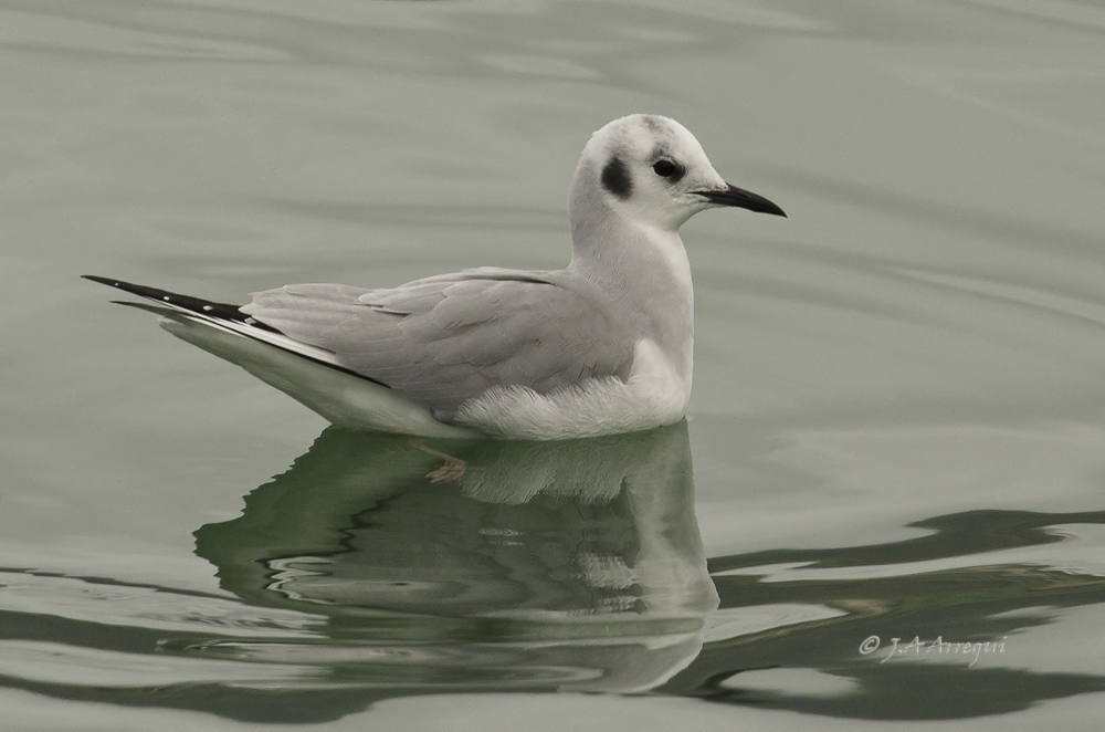 Gaviota de bonaparte, Chroicocephalus philadelphia, Bonaparte's Gull Gaviota de bonaparte, Chroicocephalus philadelphia, Bonaparte's Gull