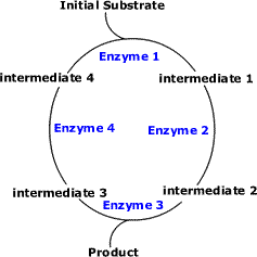 Catabolic and anabolic enzymes