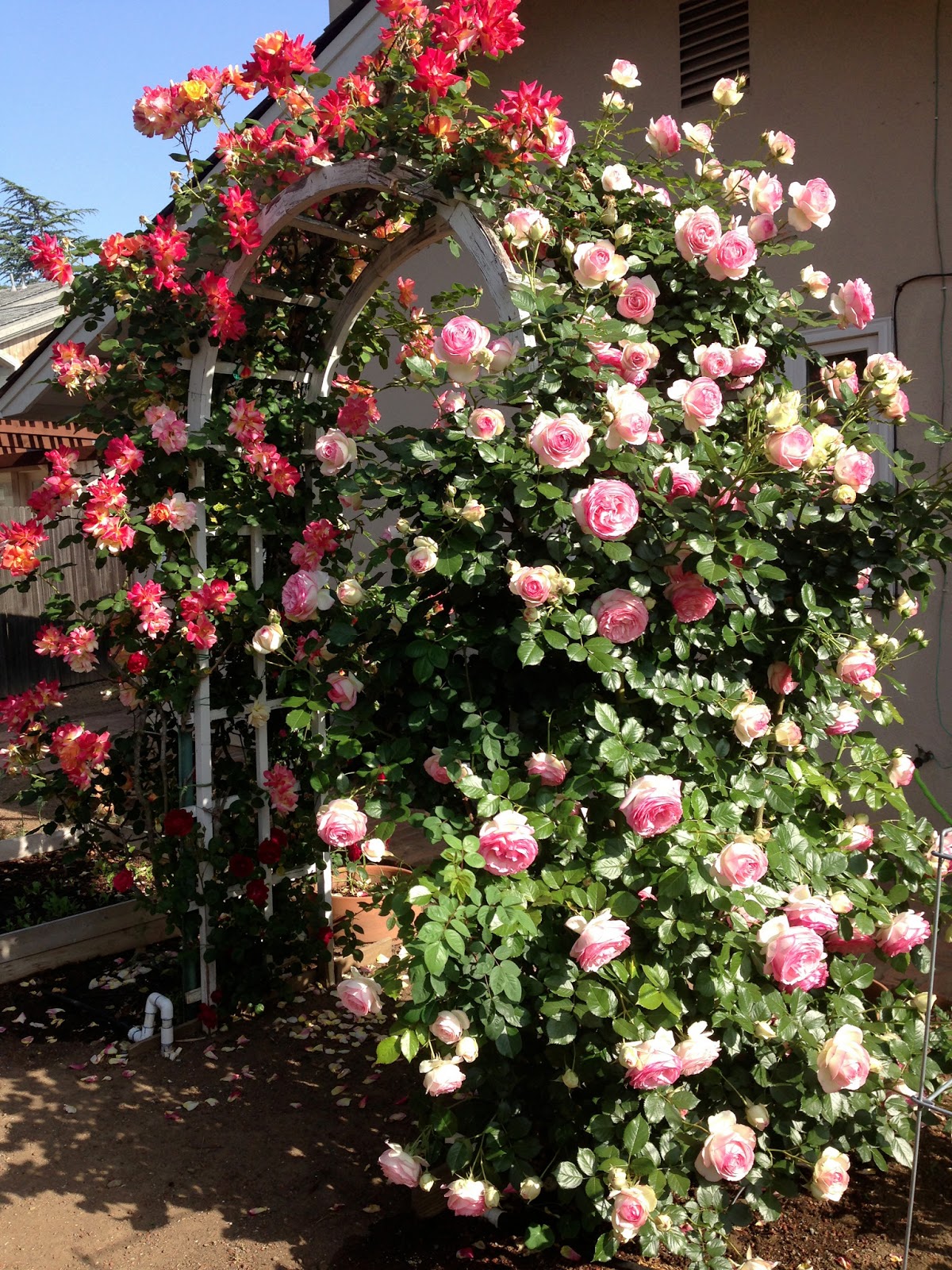 seduced by roses Knitionary